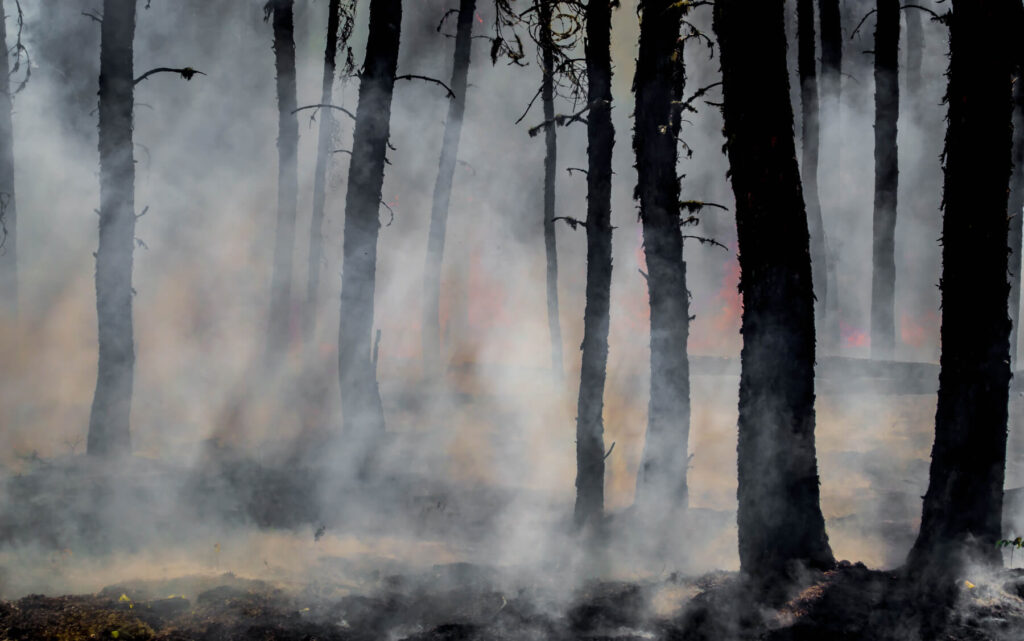 Płonące lasy świata. Pożary Australii, Syberii i Kalifornii