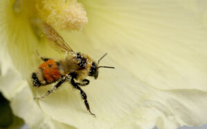 Read more about the article 20 maja, czyli Światowy Dzień Pszczół. Dlaczego ludzie potrzebują pszczół i innych zapylaczy?